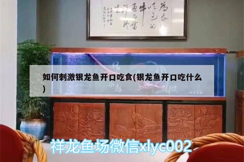 如何刺激銀龍魚開口吃食(銀龍魚開口吃什么)