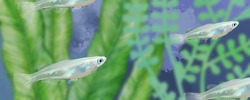 青鳉魚是卵生還是胎生繁殖時需要準備什么