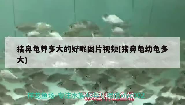 豬鼻龜養多大的好呢圖片視頻(豬鼻龜幼龜多大)