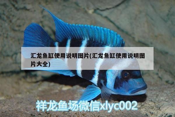 怎樣養紅龍魚體型好一點（怎樣養紅龍魚體型好一點呢） 怎樣養紅龍魚體型好一點（怎樣養紅龍魚體型好一點呢） 紅龍魚百科