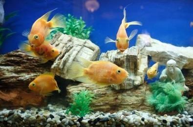 初學(xué)養(yǎng)魚小魚缸適合養(yǎng)什么樣的魚好：小魚缸適合養(yǎng)什么魚？