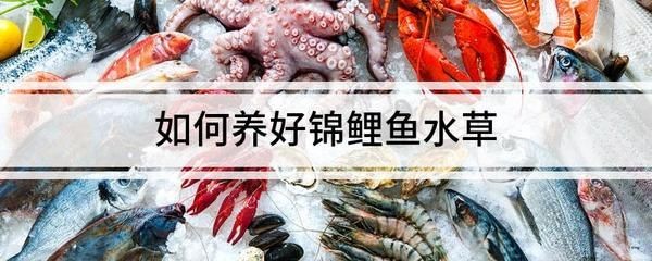 初學(xué)養(yǎng)魚小魚缸適合養(yǎng)什么樣的魚好：小魚缸適合養(yǎng)什么魚？