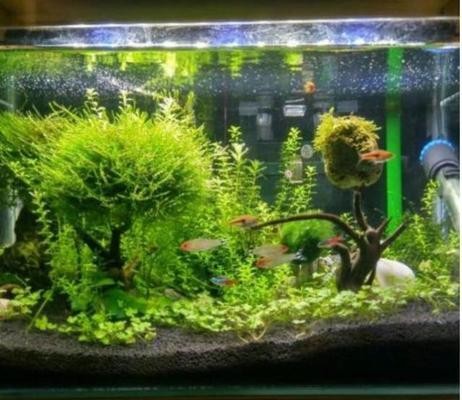 湞江區清平花木水族店（平江花卉市場）