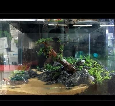 純凈水桶改裝魚缸過濾：如何自制純凈水桶魚缸過濾桶 純凈水桶改裝魚缸過濾：如何自制純凈水桶魚缸過濾桶 魚缸百科 第3張