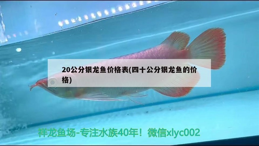 20公分銀龍魚(yú)價(jià)格表(四十公分銀龍魚(yú)的價(jià)格)