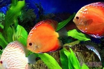 大廳哪個位置放魚缸好：客廳魚缸擺放的最佳擺放位置魚缸擺放的注意事項(xiàng) 大廳哪個位置放魚缸好：客廳魚缸擺放的最佳擺放位置魚缸擺放的注意事項(xiàng) 魚缸百科 第1張
