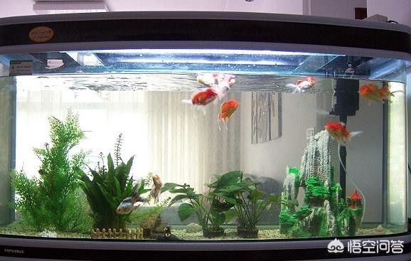 0.8米的魚缸養幾條錦鯉：0.8米的魚缸養幾條錦鯉，養幾條錦鯉， 0.8米的魚缸養幾條錦鯉：0.8米的魚缸養幾條錦鯉，養幾條錦鯉， 魚缸百科 第3張