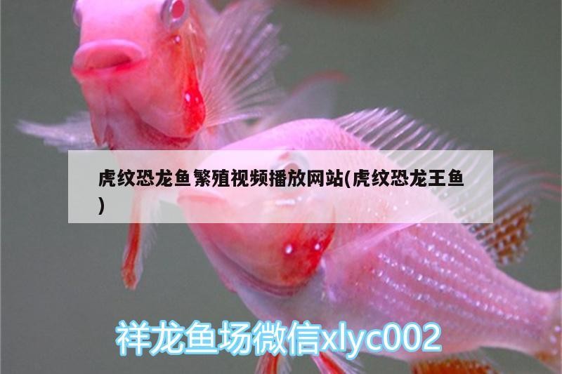 龍門縣龍城文匯水族海鮮店（龍門縣龍城文匯水族海鮮店電話）