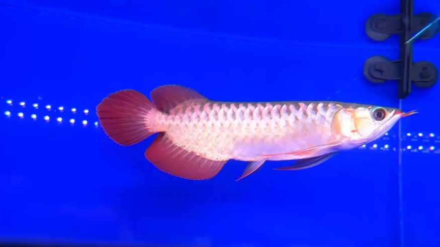 ???????圣塔倫大湖魚(yú)  尺寸27/28
簡(jiǎn)直就是水中舞者   前鰭自然下掛
七鰭張力強(qiáng)   寬身平頭  小火焰尾