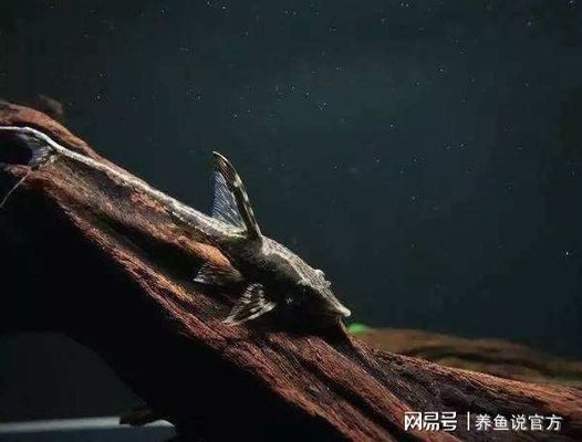 紅龍魚一年長多少厘米算正常范圍（紅龍魚一年長多少厘米算正常范圍呢）