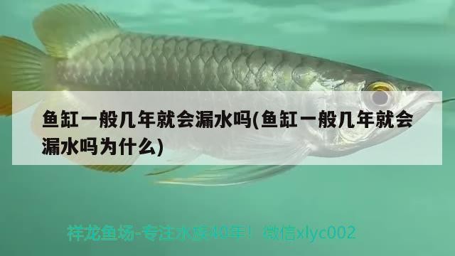 魚缸一般幾年就會漏水嗎(魚缸一般幾年就會漏水嗎為什么)