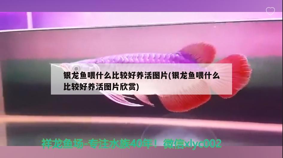 銀龍魚喂什么比較好養(yǎng)活圖片(銀龍魚喂什么比較好養(yǎng)活圖片欣賞)