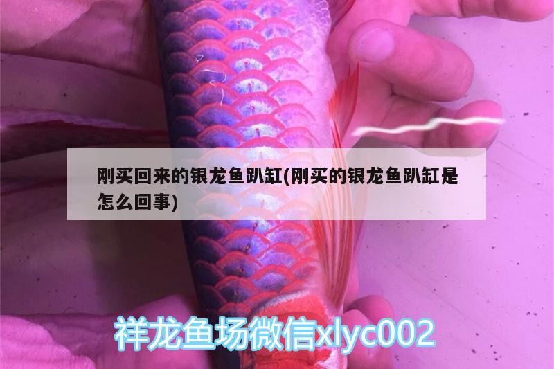 剛買回來的銀龍魚趴缸(剛買的銀龍魚趴缸是怎么回事)
