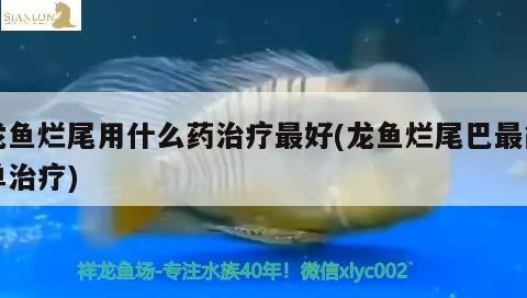 白玉龍魚怎么養活視頻(怎樣養銀龍魚視頻)