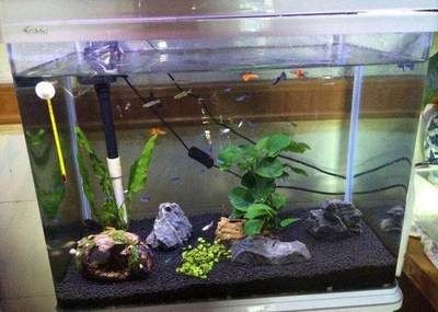 龍魚爛鰭癥狀有哪些，黑龍睛金魚有哪些常見疾病,如何辨別黑龍睛金魚的品質？ 龍魚爛鰭癥狀有哪些，黑龍睛金魚有哪些常見疾病,如何辨別黑龍睛金魚的品質？ 龍魚百科 第1張