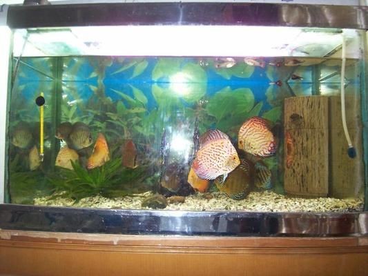 玻璃膠粘的魚缸：如何選擇合適的玻璃膠粘魚缸 玻璃膠粘的魚缸：如何選擇合適的玻璃膠粘魚缸 魚缸百科 第1張