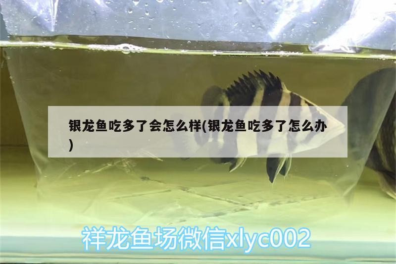 銀龍魚吃多了會怎么樣(銀龍魚吃多了怎么辦)