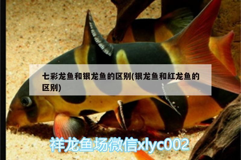 七彩龍魚和銀龍魚的區別(銀龍魚和紅龍魚的區別)