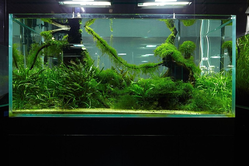 大魚缸需要造景嗎：魚缸造景不僅是美化魚缸，更是為了創造一個完整的生態環境