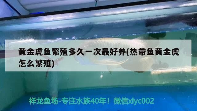 黃金虎魚(yú)繁殖多久一次最好養(yǎng)(熱帶魚(yú)黃金虎怎么繁殖)