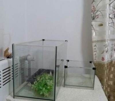 大缸改造魚缸好嗎：大缸改造魚缸的優勢和注意事項