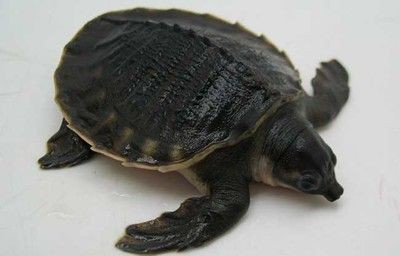 豬鼻龜多大：關于豬鼻龜的飼養