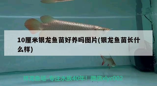 10厘米銀龍魚苗好養嗎圖片(銀龍魚苗長什么樣)