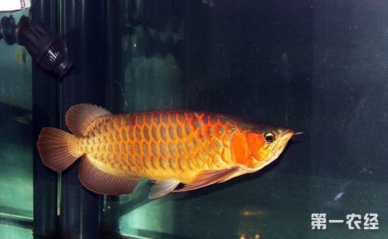 黃金龍魚的養殖方法
