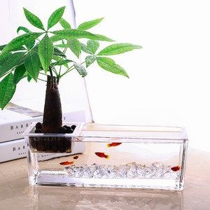 玻璃魚缸養什么植物好看:如何在玻璃魚缸中養植物