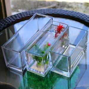 玻璃魚缸養什么植物好看:如何在玻璃魚缸中養植物