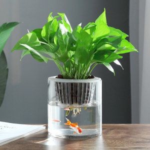 玻璃魚缸養什么植物好看:如何在玻璃魚缸中養植物