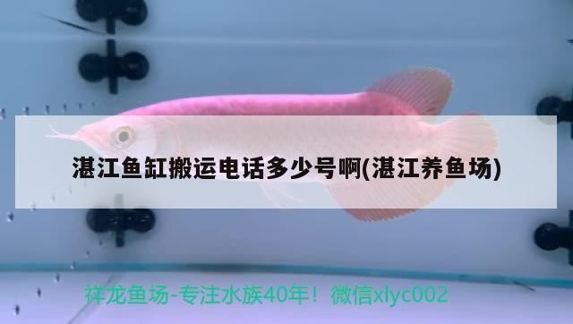 湛江魚缸搬運電話多少號啊(湛江養魚場)