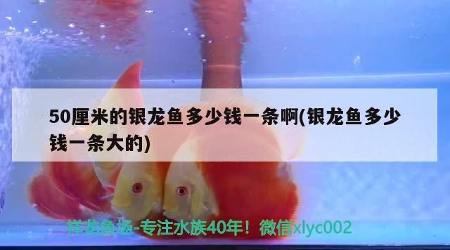 50厘米的銀龍魚多少錢一條啊(銀龍魚多少錢一條大的)