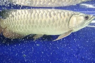 龍魚得病死了有什么預(yù)兆