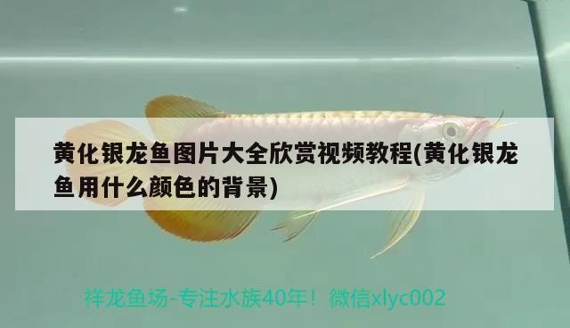黃化銀龍魚圖片大全欣賞視頻教程(黃化銀龍魚用什么顏色的背景)