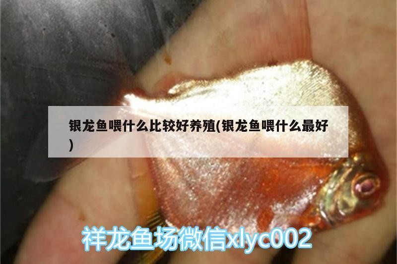 銀龍魚喂什么比較好養殖(銀龍魚喂什么最好)