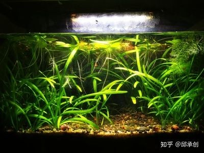 不需要打理的魚缸水草有哪些：選擇魚缸水草時，這四種水草相對不需要太多打理，請注意