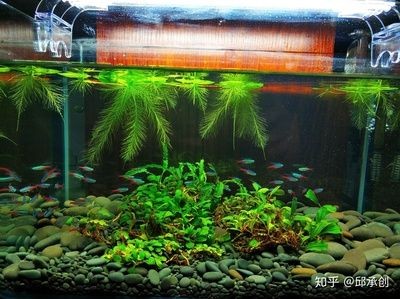 不需要打理的魚缸水草有哪些：選擇魚缸水草時，這四種水草相對不需要太多打理，請注意
