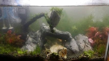 不需要打理的魚缸水草有哪些：選擇魚缸水草時，這四種水草相對不需要太多打理，請注意