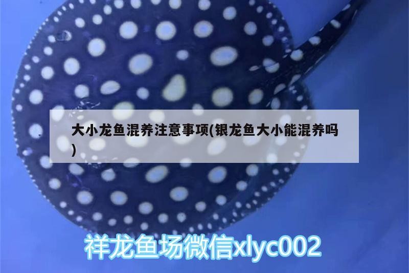 大小龍魚混養注意事項(銀龍魚大小能混養嗎)
