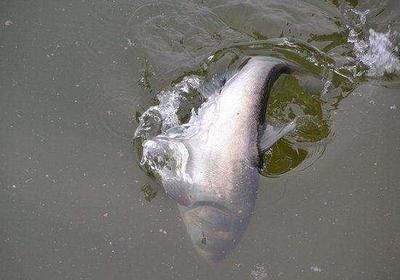 超市淡水魚魚缸溫度調到多少合適：淡水魚魚缸水溫調節指南