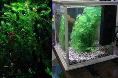 北方魚缸水草有哪些種類：北方地區適合魚缸的水草有哪些