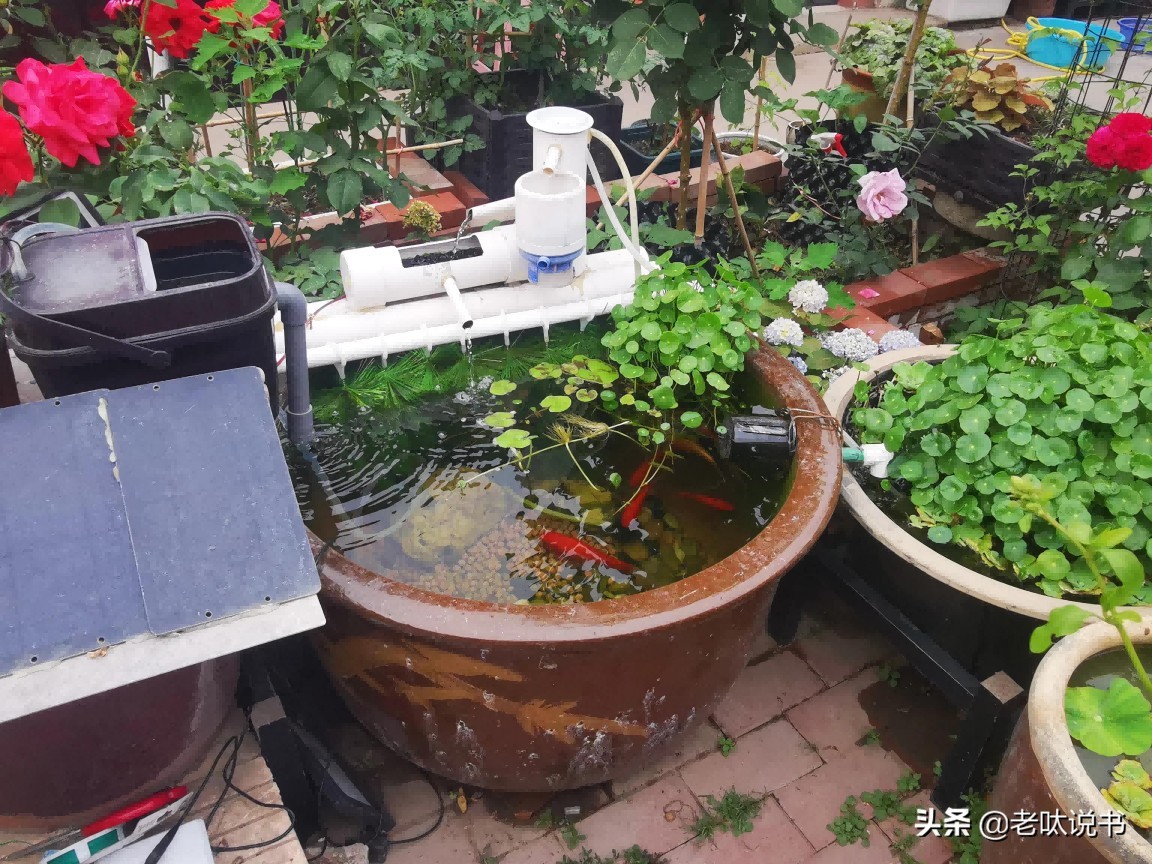茶水桶自制魚缸過濾桶：茶水桶自制魚缸過濾桶步驟和注意事項和注意事項