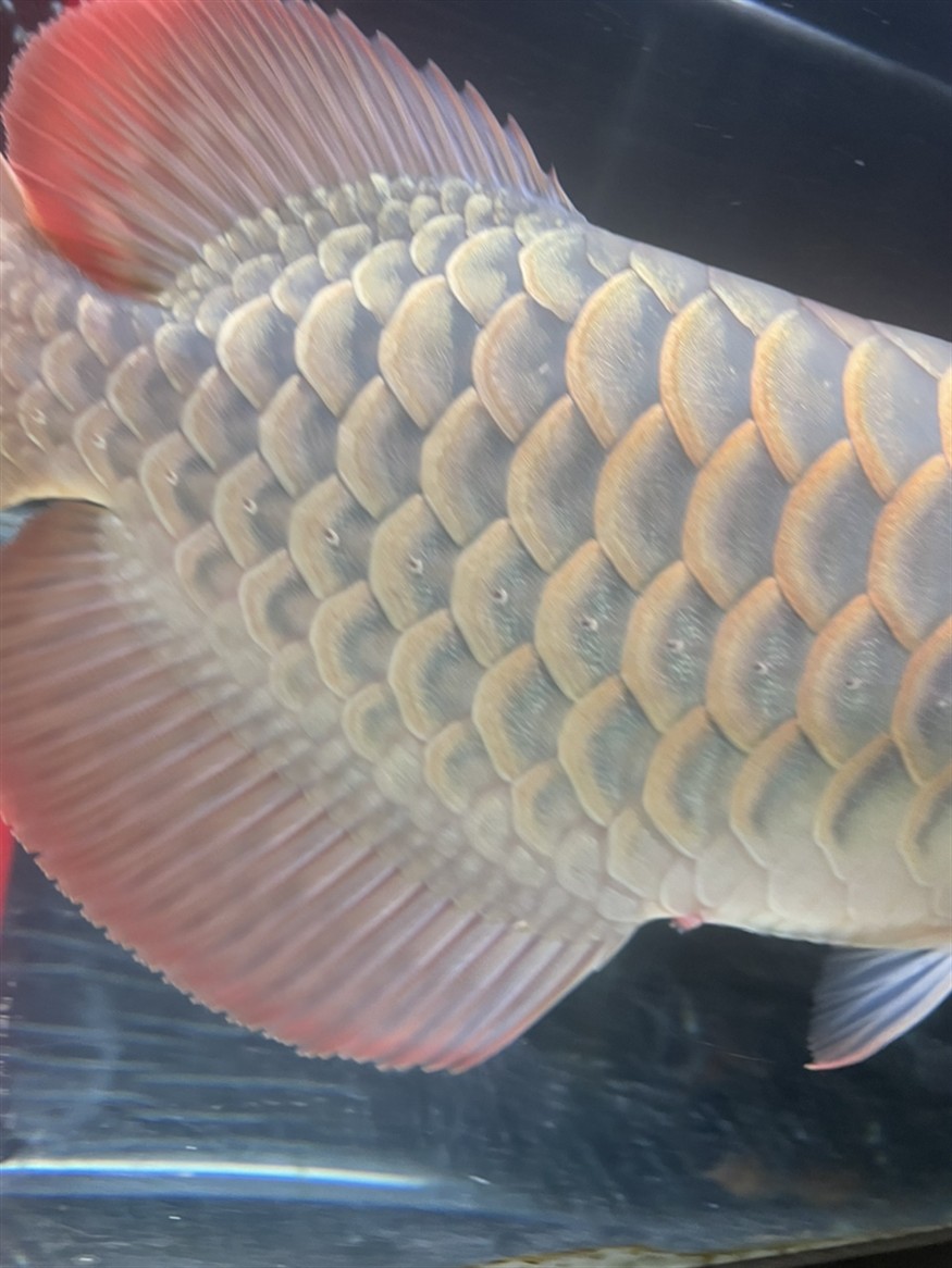 龍魚脫肛了怎么辦