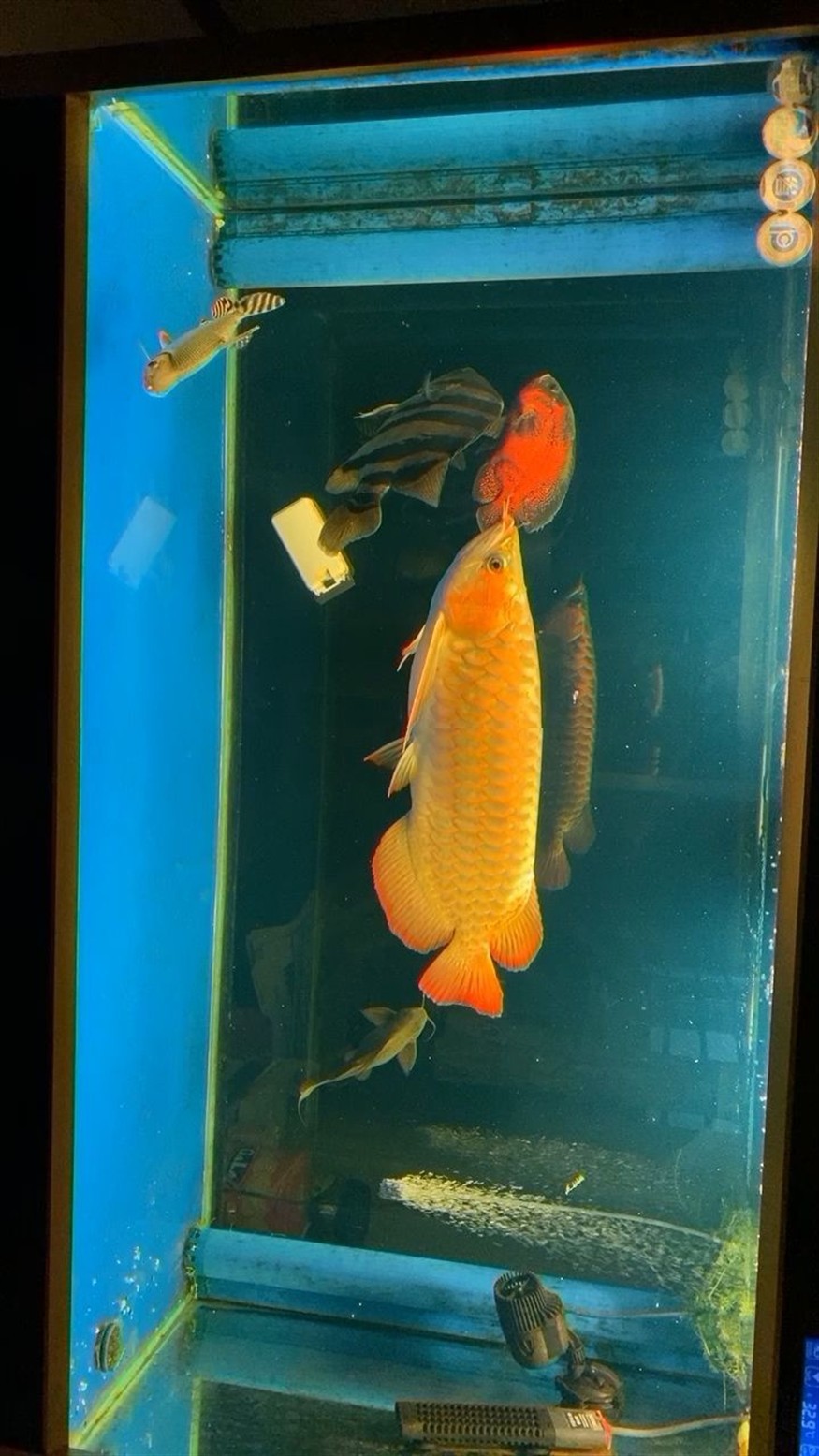 江門水族館龍魚虎魚一缸魚