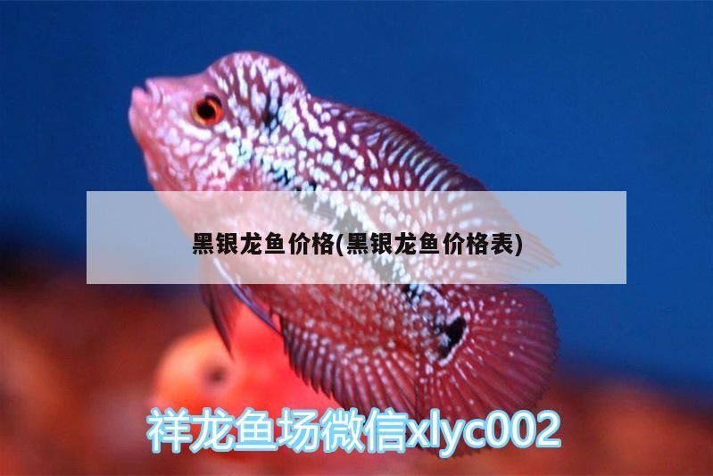 黑銀龍魚價格(黑銀龍魚價格表)