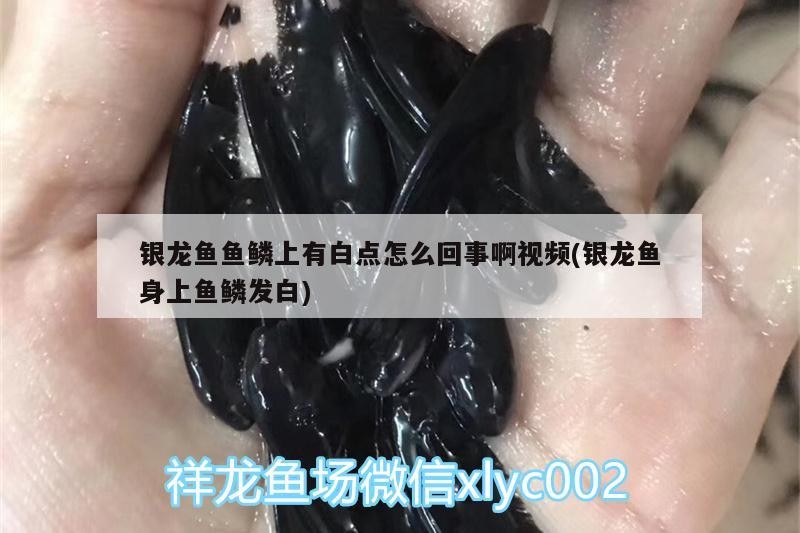 銀龍魚魚鱗上有白點怎么回事啊視頻(銀龍魚身上魚鱗發白)