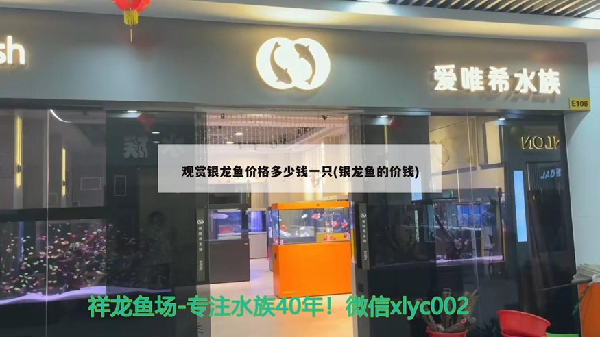 觀賞銀龍魚價格多少錢一只(銀龍魚的價錢)