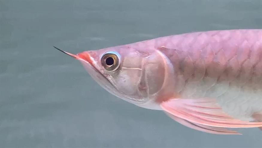 各位大佬，幫我看看這條魚怎么樣？[peifu][peifu]