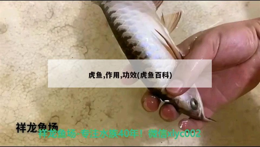 虎魚,作用,功效(虎魚百科) 虎魚,作用,功效(虎魚百科) 虎魚百科